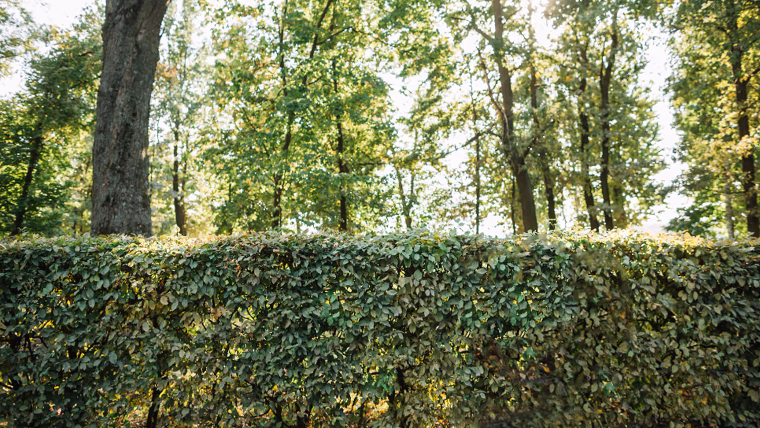 Haie taillée par Dimitri Babtista, jardinier-paysagiste à Trévoux