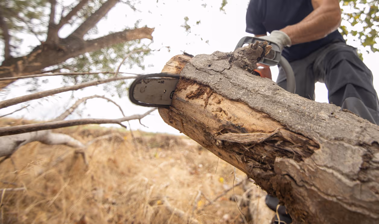Élagage d'un grand arbre en hauteur avec harnais par Dimitri Babtista dans l'Ain